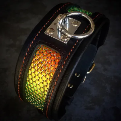 Bestia Collier pour chien D'Albertis