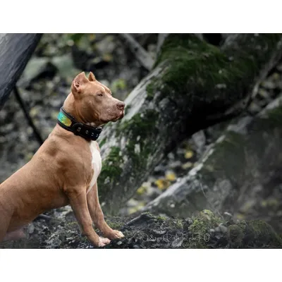 Bestia Custom Dog Gear - Le collier D'Albertis