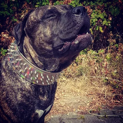 Bestia Custom Dog Gear - Collier Chameleon Limited
