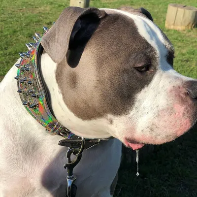 Bestia Custom Dog Gear - Collier Chameleon Limited
