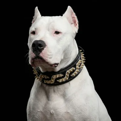 Das Platinum Halsband Das Platinum Halsband