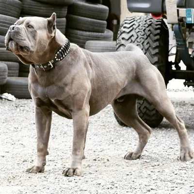 Bestia Custom Dog Gear - Le collier Steampunk au design exclusif