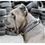 Bestia Custom Dog Gear - Le collier Steampunk au design exclusif