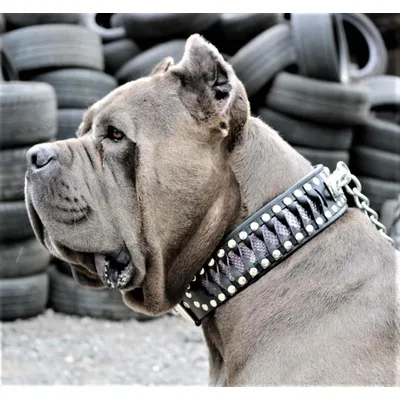 Bestia Custom Dog Gear - Le collier Steampunk au design exclusif