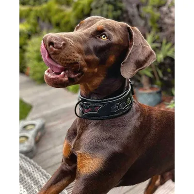 Collier BATDOG