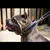 Bestia Custom Dog Gear - Le collier Steampunk au design exclusif