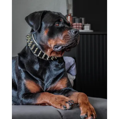 Bestia Custom Dog Gear - Le collier géant en or