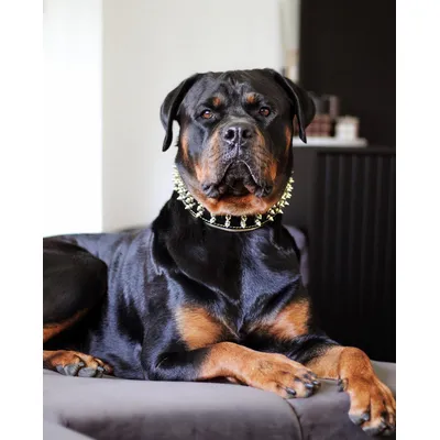 Bestia Custom Dog Gear - Le collier géant en or