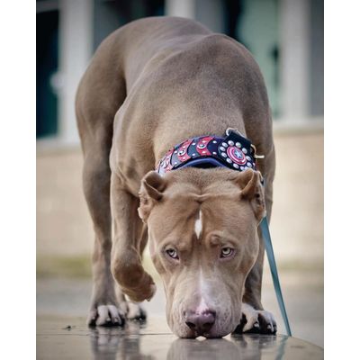 Bestia Custom Dog Gear - Collier Captain America