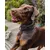Collier BATDOG Collier BATDOG