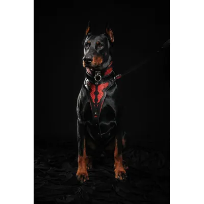 Le collier ''Dragon Roug'' Le collier ''Dragon Roug''