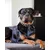 Bestia Custom Dog Gear - Le collier géant en or