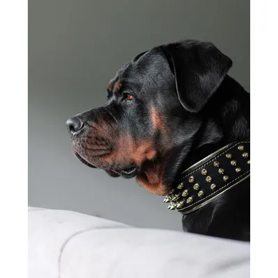 Bestia Custom Dog Gear - Le collier géant en or