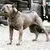 Bestia Custom Dog Gear - Le collier Steampunk au design exclusif