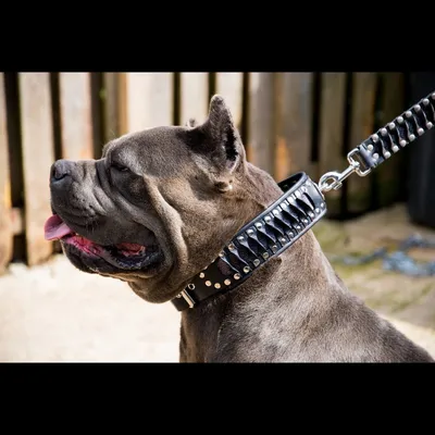 Bestia Custom Dog Gear - Le collier Steampunk au design exclusif