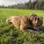 Bestia Hundehalsband Hunter Bestia Hundehalsband Hunter