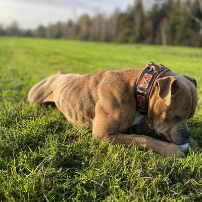 Bestia Hundehalsband Hunter Bestia Hundehalsband Hunter