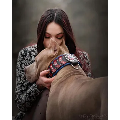 Bestia Custom Dog Gear - Collier Captain America