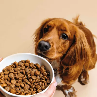 Dog Chef Croquettes Naturelles au Poulet Frais pour chien Dog Chef Croquettes Naturelles au Poulet Frais pour chien