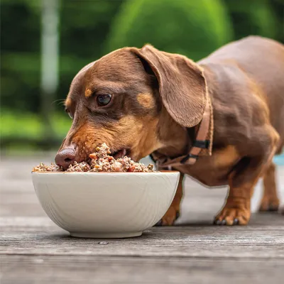 Dog Chef Repas Frais Cuisiné - Poulet Frais - 100% Naturel pour chien