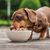 Dog Chef Repas Frais Cuisiné - Poulet Frais - 100% Naturel pour chien