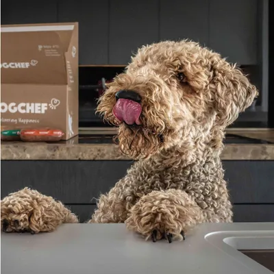 Dog Chef Repas Frais Cuisiné - Porc Frais - 100% Naturel pour chien Dog Chef Repas Frais Cuisiné - Porc Frais - 100% Naturel pour chien