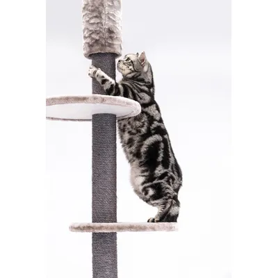 Petrebels Arbre à Chat Haut de Plafond Anna 240