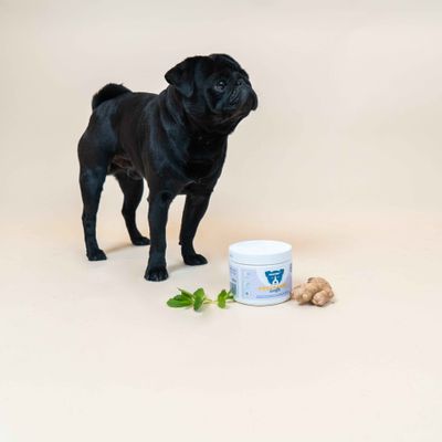 Dog Chef Pro Transit Booster  - Complément Poudre chien - Digestion & flore