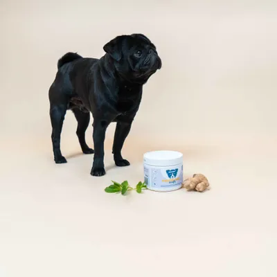 Dog Chef Pro Transit Booster  - Complément Poudre chien - Digestion & flore