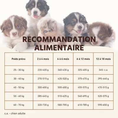 Wildfang® Croquettes Junior au saumon pour chiots - sans céréales