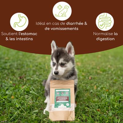 Wolfsbacher Natur Poudre d’écorce d’orme pour chiens