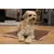 TrendPet Relax Couverture douillette TrendPet Relax Couverture douillette