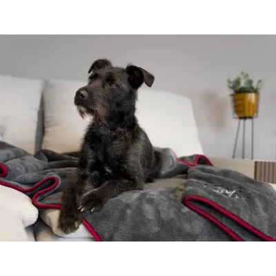 TrendPet Ruby Couverture séchante