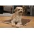 TrendPet Relax Couverture douillette TrendPet Relax Couverture douillette