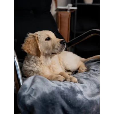 TrendPet Coco Couverture toute douce