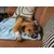 TrendPet Coco Couverture toute douce