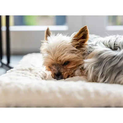 TrendPet Heaven couverture de lit doublée