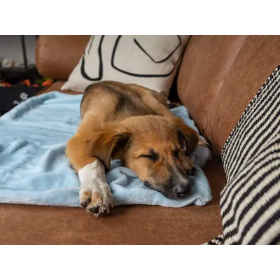 TrendPet Coco Couverture toute douce