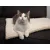 TrendPet Heaven gefütterte Liegedecke, Wendedecke für Hunde und Katzen