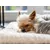 TrendPet Heaven couverture de lit doublée