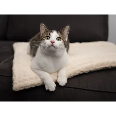 TrendPet Heaven gefütterte Liegedecke, Wendedecke für Hunde und Katzen