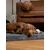 TrendPet VitaMedog matelas orthopédique 5 cm TrendPet VitaMedog matelas orthopédique 5 cm