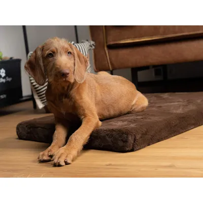 TrendPet VitaMedog matelas orthopédique 5 cm TrendPet VitaMedog matelas orthopédique 5 cm