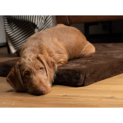 TrendPet VitaMedog matelas orthopédique 5 cm TrendPet VitaMedog matelas orthopédique 5 cm