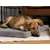 TrendPet VitaMedog 95° matelas orthopédique 5 cm TrendPet VitaMedog 95° matelas orthopédique 5 cm