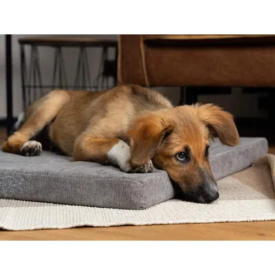 TrendPet VitaMedog 95° matelas orthopédique 5 cm TrendPet VitaMedog 95° matelas orthopédique 5 cm