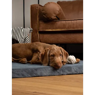 TrendPet VitaMedog matelas orthopédique 5 cm TrendPet VitaMedog matelas orthopédique 5 cm
