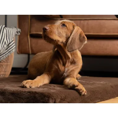 TrendPet VitaMedog matelas orthopédique 5 cm