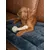 TrendPet Harmony anthrazit couverture câline