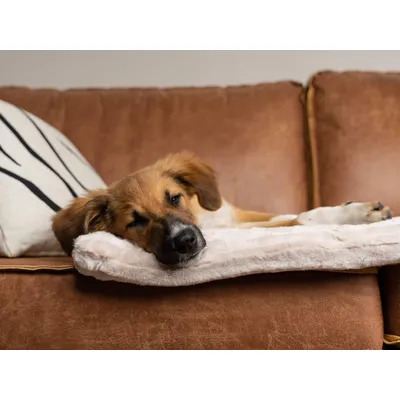 TrendPet Harmony Creme couverture câline